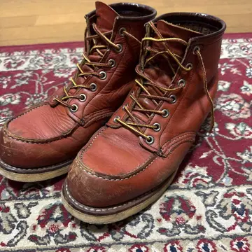 [ D 7.5 ] 레드윙 8875 아이리쉬 세터