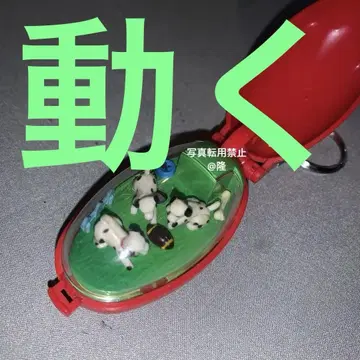 포켓 밤 달마시안