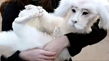 네버 엔딩 스토리 팔콘
