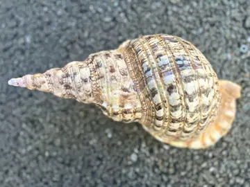 법라패 36.5cm 1248g