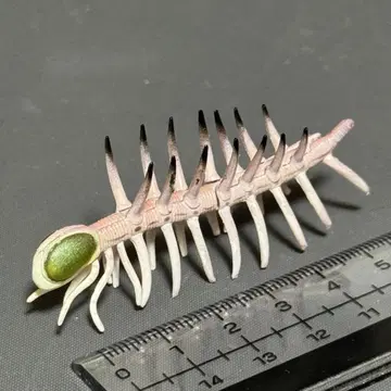 카이요도 하루키게니아 초코라자우루스