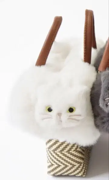 백 커버 화이트 고양이