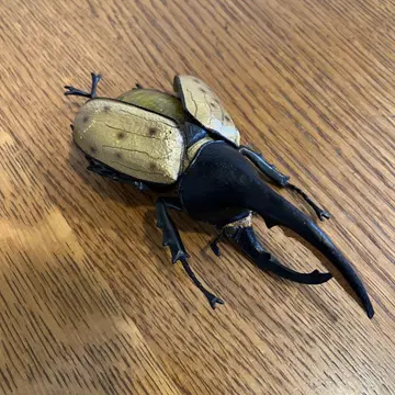 곤충 피규어 헤라클레스 장수풍뎅이 약 13cm