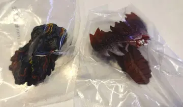 고질라 제일복권 E상/헤도라, 디스트로이어 2종 세트