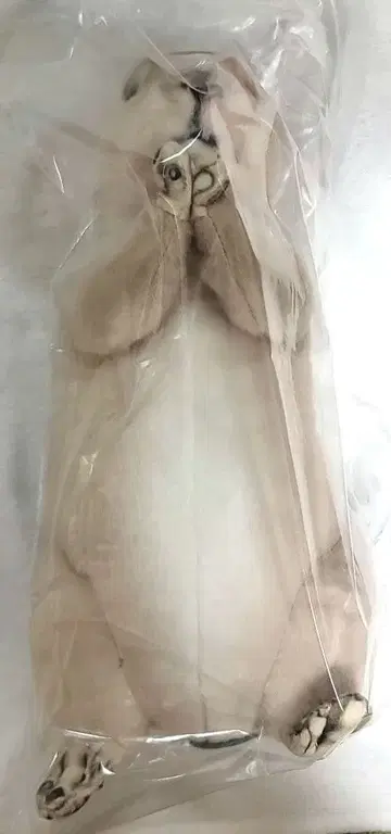콩콩 애니멀 봉제 인형 조르기 프레리도그