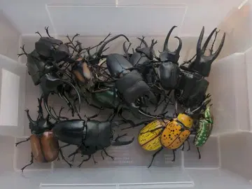 생물대도감 묶음 판매