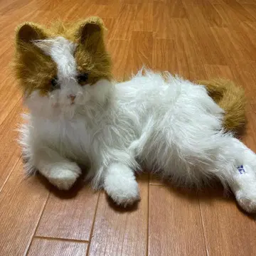 꿈 고양이 비너스