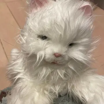 응석받이 아기 고양이 화이트 고양이 봉제 인형