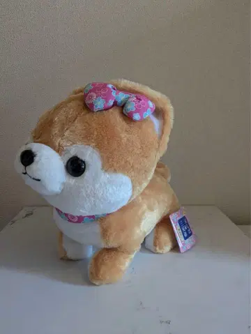 콩 시바 삼형제 코우메