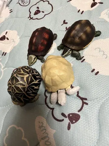 캡슐 토이 거북이