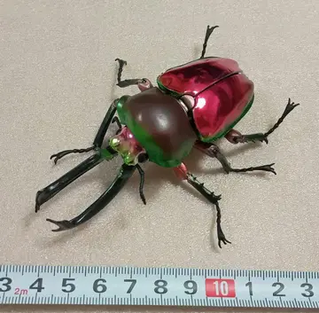 반다이 생물대도감 어드밴스 무지개 사슴벌레 (레드)