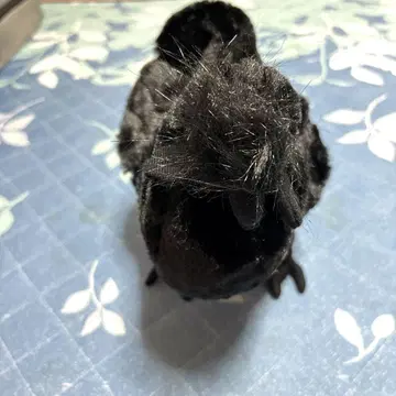 블랙 치킨 봉제 인형