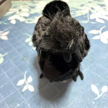 오골계 봉제 인형