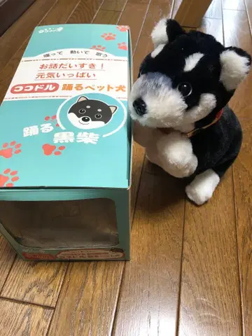 코코돌 댄싱 반려동물 개 블랙 시바