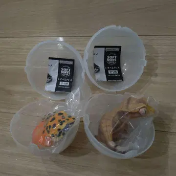 레오파와 크레스 레오파드게코 크레스티드 게코 2세트
