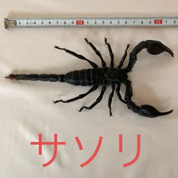 리얼 스콜피온 피규어 약 20cm
