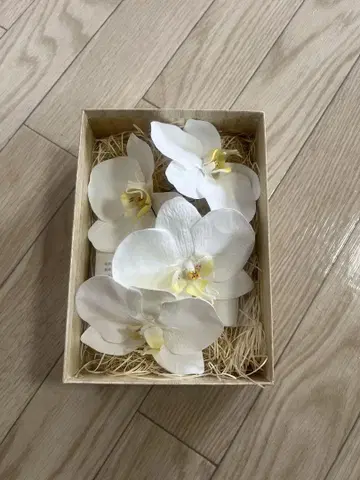 팔레놉시스 조화 4송이 세트 결혼식 사전 촬영