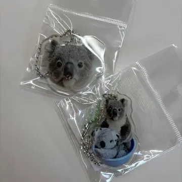 코알라 포포로