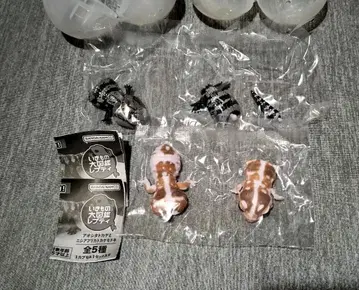 생물대도감 쁘띠 청설모 도마뱀과 서아프리카 도마뱀붙이 2종 세트