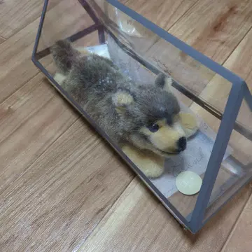 Kosen 늑대 (새끼) 엎드림