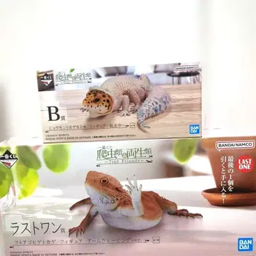 파충류 제일복권 피규어 레오파드 도마뱀 비어디드래곤