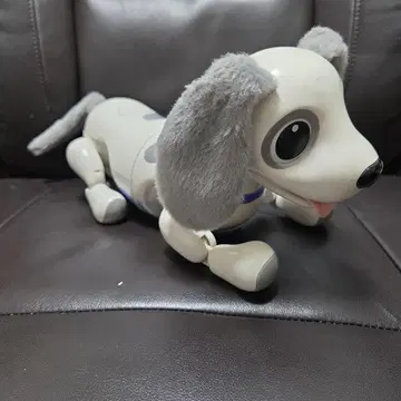 헬로! 줌머 미니어처 닥스 화이트