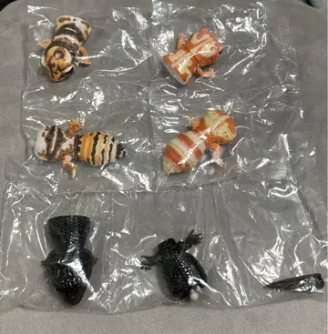 생물대도감 쁘띠 아오지타 도마뱀 서아프리카 도마뱀붙이