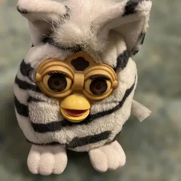 퍼비 브라운 눈 제브라