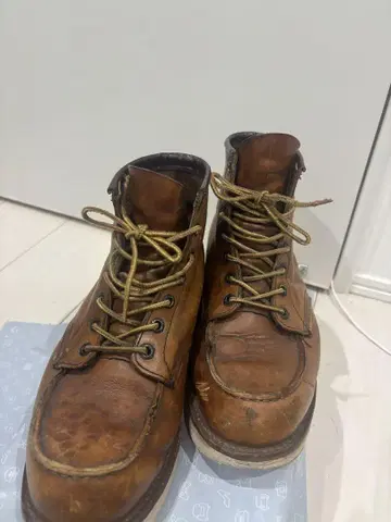 레드윙 아이리쉬 세터