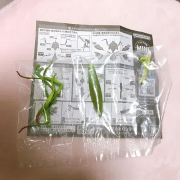 대사마귀 생물대도감 미니컬렉션 곤충 그린