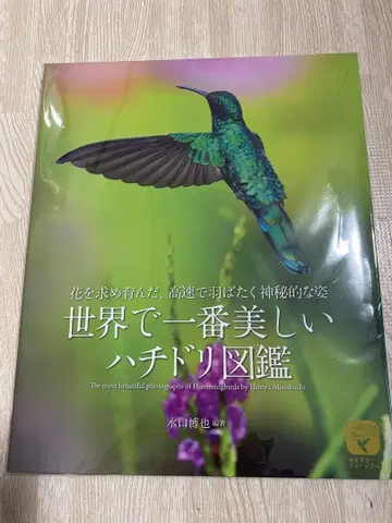 세계에서 가장 아름다운 벌새 도감 새상품 미사용