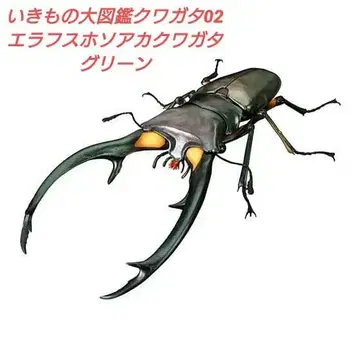 생물대도감 어드밴스 사슴벌레 02 에라푸스 호소아카사슴벌레 (그린)