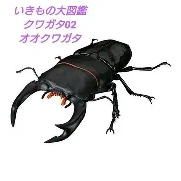 생물대도감 바이스 사슴벌레 02 오오쿠와가타