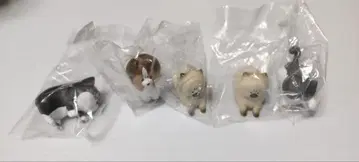 화난 고양이 화난 강아지