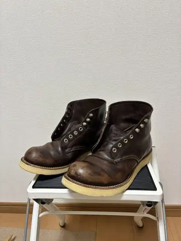 레드윙 개 태그 8D