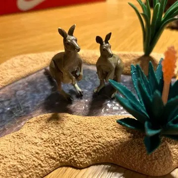 아니아 캥거루 부자 단종