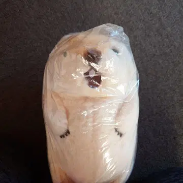 마모트 마모토토