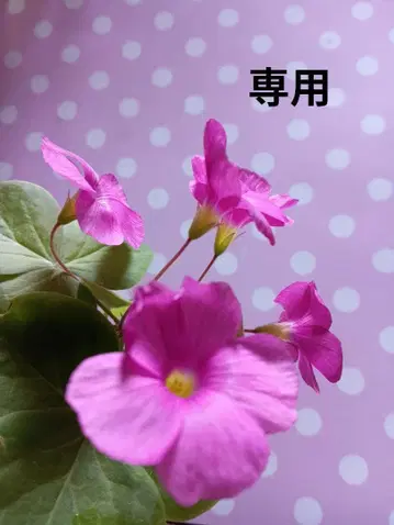 시선당