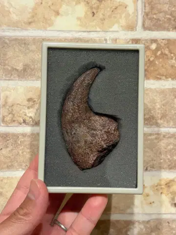 아프로베나토르 핸드 크로우 화석 손톱 공룡 정품