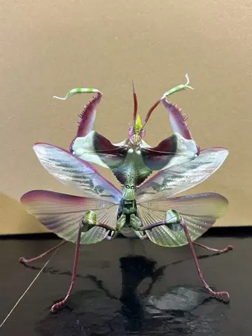 생물대도감 사마귀 세트