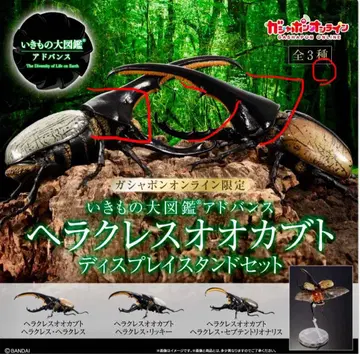 생물대도감 어드밴스 헤라클레스 장수풍뎅이 온라인판 컴프