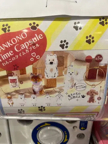 강아지의 타임캡슐 모코 웨스티 낱개 판매 가능