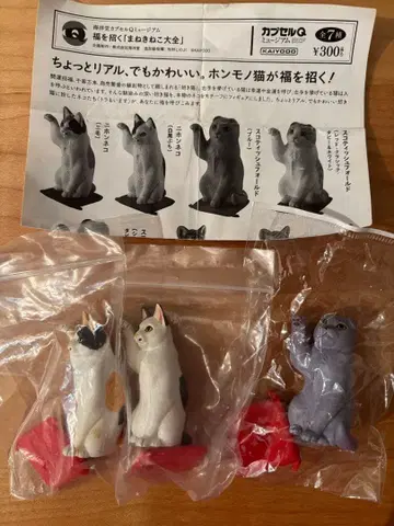 행운 고양이 대전 캡슐Q 카이요도 일본 고양이 스코티시 폴드 삼색 고양이