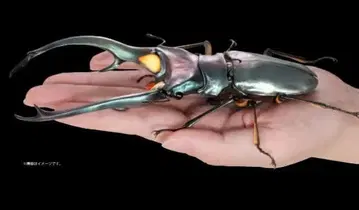 생물대도감 어드밴스 사슴벌레 02 에라푸스 호소아카사슴벌레(블루)