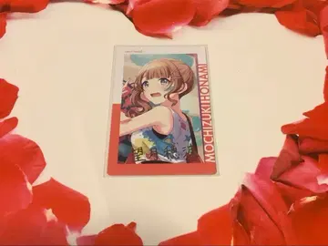 프로세카 에피카 금박 12B 호나미