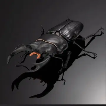 생물대도감 어드밴스 사슴벌레 02 오오쿠와가타 단품 캡슐판