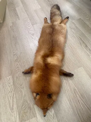 여우 머플러 목도리