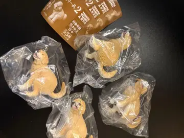 펀바리~견 2 골든 리트리버 4체