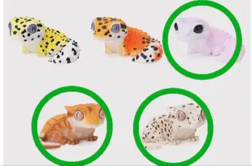 생물대도감 레오파드게코 크레스티드 게코