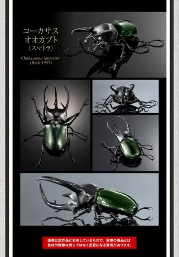 생물대도감 코카서스장수풍뎅이 (수마트라)